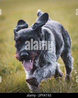 Sako le chien de chasse allemand à poil dur Banque D'Images