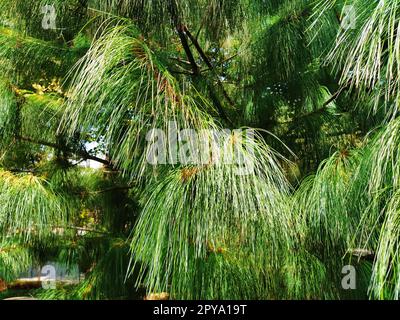 Branche de pin vert avec de longues aiguilles. Conifères gymnospermes Evergreen Banque D'Images