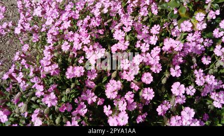 Petites fleurs roses sur un parterre à fleurs dans le jardin. Beaucoup de plantes à fleurs Banque D'Images