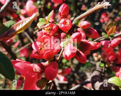 Belles fleurs de hénomèles roses et rouges. Arbuste sans feuilles fleurit au début du printemps. Pétales délicats et étamines jaunes et pistils au nectar. Carte de voeux ou bouquet. Symbole de l'éveil de la nature Banque D'Images