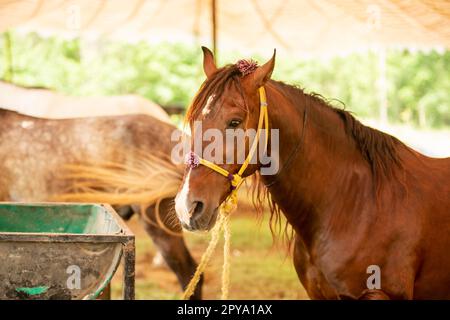 Portrait en gros plan d'une belle jeune étalon de châtaignier. Photo d'un cheval de race sur fond naturel Banque D'Images