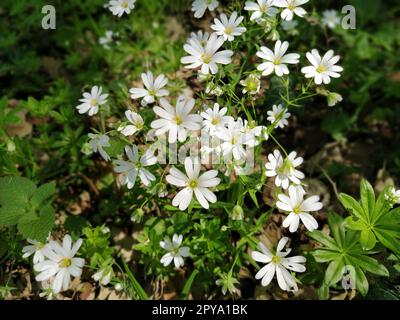 Étoile de mer de forêt. Fleurs blanches délicates dans la forêt. Agent antidiabétique, édulcorant naturel. Belles plantes médicinales. Flou artistique Banque D'Images