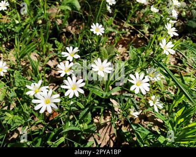 Étoile de mer de forêt. Fleurs blanches délicates dans la forêt. Agent antidiabétique, édulcorant naturel. Belles plantes médicinales. Flou artistique Banque D'Images