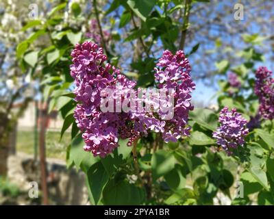 de belles fleurs lilas se branchient sur un fond vert, un fond de source naturel, une mise au point sélective douce.Photo de haute qualité Banque D'Images