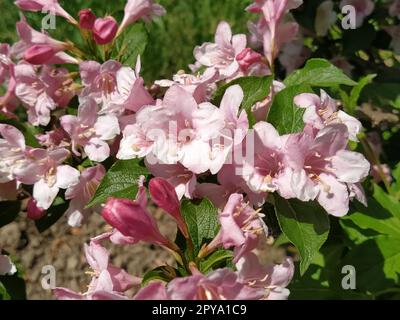 Petites fleurs roses sur un parterre à fleurs dans le jardin. Beaucoup de plantes à fleurs. Banque D'Images