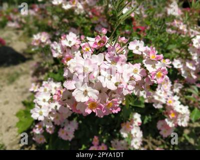 Rose belles fleurs dans le parterre de fleurs. Éléments de design et de décoration d'un parc urbain. Beaucoup de fleurs roses et de bourgeons sur un buisson. Effet de flou artistique sur les bords de la photo. Flou artistique Banque D'Images