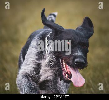 Sako le chien de chasse allemand à poil dur Banque D'Images