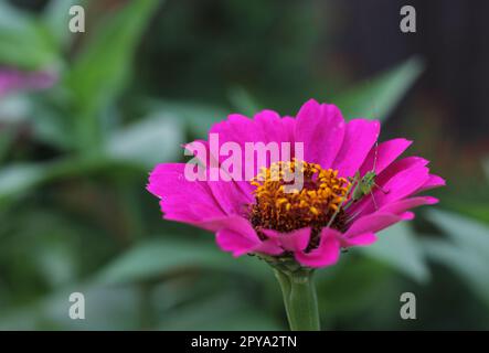 Fleur de Zinnia rose avec Green Bush Cricket sur les pétales Banque D'Images