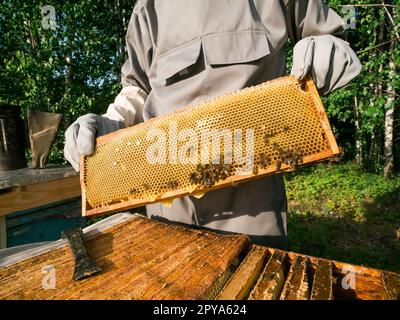 Apiculteur mâle travaillant dans son apiaire sur une ferme d'abeilles, concept d'apiculture Banque D'Images