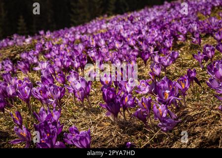 Gros plan sur les fleurs de crocus violets en photo de concept de printemps Banque D'Images