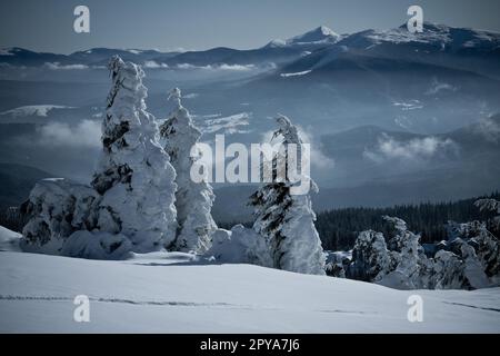 Forêt de montagne à feuilles persistantes après de fortes chutes de neige photo de paysage Banque D'Images