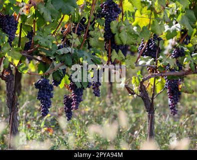 Beau bouquet de raisins noirs nebbiolo avec des feuilles vertes Banque D'Images