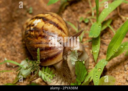 Escargot géant africain (Achatina fulica), Tsingy de Bemaraha, Madagascar faune Banque D'Images