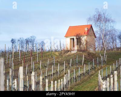 Petite cabane dans un vignoble dans le centre du burgenland autriche Banque D'Images