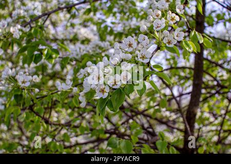 De belles branches de poirier fleuries avec des fleurs blanches qui poussent dans un jardin. Printemps nature arrière-plan. Banque D'Images