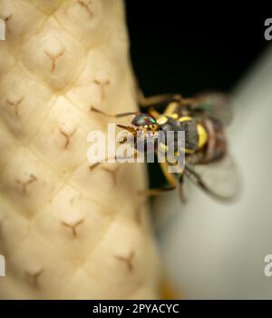 Un gros plan isolé d'un Bactrocera dorsalis, une espèce de mouche à fruits Banque D'Images