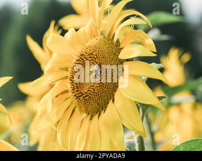 Tournesol et abeille dans le jardin - concept apicole et miel Banque D'Images