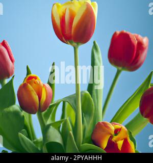 Tulipa tulipa, herbes bulbeuses de la famille des lys Liliaceae. Des tulipes, des fleurs de jardin, des cultivars et des variétés ont été développés. Fleurs délicates rose jaune. De beaux bourgeons. Aménagement paysager, parterre de fleurs. Banque D'Images