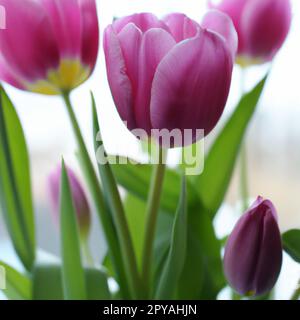 Tulipa tulipa, herbes bulbeuses de la famille des lys Liliaceae. Des tulipes, des fleurs de jardin, des cultivars et des variétés ont été développés. Fleurs délicat rose violet. De beaux bourgeons. Aménagement paysager, parterre de fleurs Banque D'Images