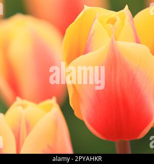 Tulipa tulipa, herbes bulbeuses de la famille des lys Liliaceae. Des tulipes, des fleurs de jardin, des cultivars et des variétés ont été développés. Fleurs délicates rose jaune. De beaux bourgeons. Aménagement paysager, parterre de fleurs Banque D'Images