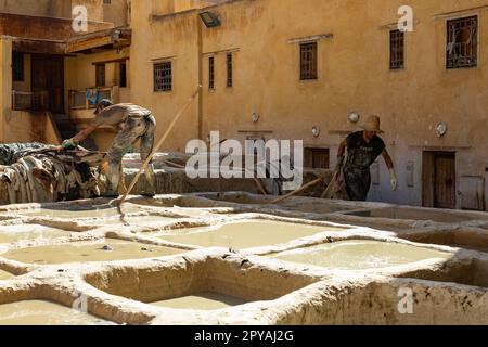 Fès, Maroc 2022: Vue unique de l'ancienne et célèbre tannerie Chouara dans la médina, avec peinture de couleur pour le cuir, avec des hommes travaillant dans les réservoirs d'eau Banque D'Images