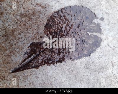 L'empreinte d'une feuille tombée sur du béton mouillé Banque D'Images