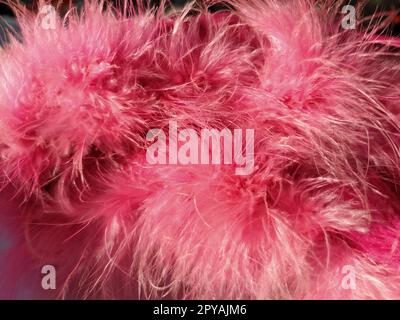 Fausse fourrure rose ou plumes d'oiseau naturelles de couleur rose gros plan. Boa de plumes légères. Texture délicate. Carte de voeux bonne Saint Valentin. Col d'une veste pour femme ou fille. Rose vif ou couleur. Banque D'Images