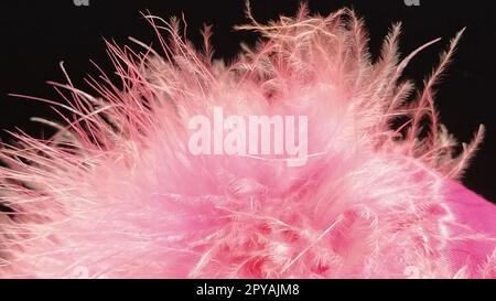 Peluche rose délicate sur fond noir. Vraie fourrure avec une longue pile. Gros plan. Boa ou brosse cosmétique. Détails gracieux. Flou artistique. Image floue Banque D'Images