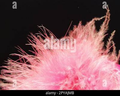 Peluche rose délicate sur fond noir. Vraie fourrure avec une longue pile. Gros plan. Boa ou brosse cosmétique. Détails gracieux. Flou artistique. Image floue Banque D'Images