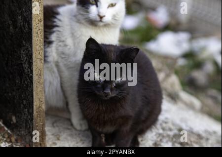 Chats abandonnés de rue Banque D'Images