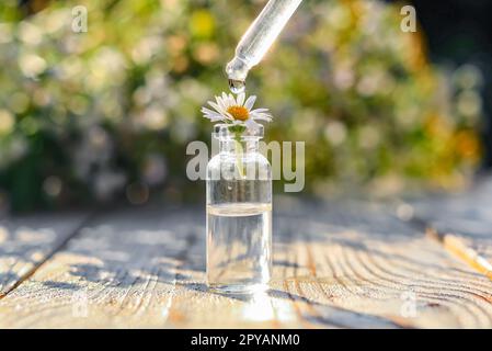 Égoutter l'huile essentielle de la pipette sur la camomille en flacon sur une table en bois blanc, en gros plan Banque D'Images