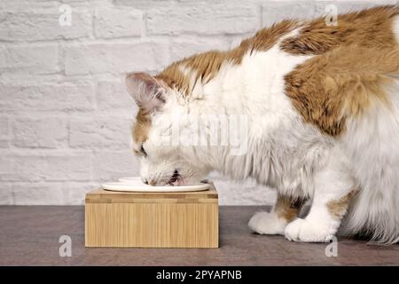 Vue latérale d'un chat tabby mangeant de la nourriture d'un bol. Image panoramique avec espace de copie. Banque D'Images