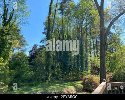 Une vue panoramique sur un pont en bois menant à une forêt verdoyante luxuriante en été Banque D'Images