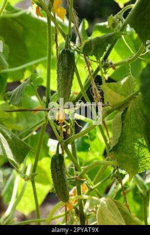 Vue rapprochée sur les concombres qui mûrissent dans le jardin le jour ensoleillé Banque D'Images