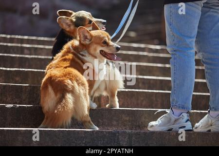 Un couple de corgis mignons marchant sur une laisse avec le propriétaire. Deux jeunes chiens de Pembroke gallois Corgi dans la ville Banque D'Images