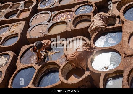 Fès, Maroc 2022: Vue unique de l'ancienne et célèbre tannerie Chouara dans la médina, avec peinture de couleur pour le cuir, avec des hommes travaillant dans les réservoirs d'eau Banque D'Images