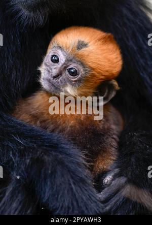 (230503) -- YANHE, 3 mai 2023 (Xinhua) -- cette photo prise sur 30 avril 2023 montre un singe-feuille de François dans la réserve naturelle nationale de Mayanghe, dans la province de Guizhou, dans le sud-ouest de la Chine. Les singes feuilles de François, également connus sous le nom de langures de François, sont l'un des animaux sauvages les plus menacés de Chine et sont protégés au niveau national. C'est également l'une des espèces menacées figurant sur la liste rouge de l'Union internationale pour la conservation de la nature. L'espèce se trouve dans le Guangxi, le Guizhou et Chongqing en Chine. Grâce à une série de mesures de restauration et de protection écologiques, le nombre de F. Banque D'Images