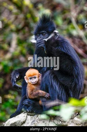 (230503) -- YANHE, 3 mai 2023 (Xinhua) -- Un singe-feuille de François est vu avec un cub dans la réserve naturelle nationale de Mayanghe, dans la province de Guizhou, dans le sud-ouest de la Chine, au 30 avril 2023. Les singes feuilles de François, également connus sous le nom de langures de François, sont l'un des animaux sauvages les plus menacés de Chine et sont protégés au niveau national. C'est également l'une des espèces menacées figurant sur la liste rouge de l'Union internationale pour la conservation de la nature. L'espèce se trouve dans le Guangxi, le Guizhou et Chongqing en Chine. Grâce à une série de mesures écologiques de restauration et de protection, le nombre de François Banque D'Images