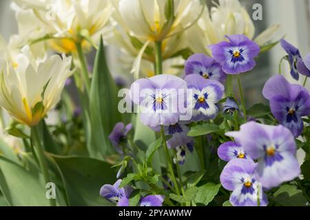 pansies pourpres avec des tulipes de perroquet jaune crème Banque D'Images