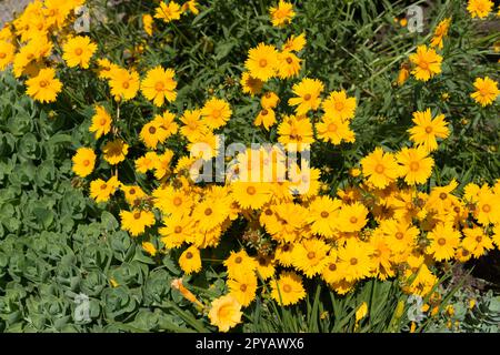 fleurs jaunes vibrantes dans le jardin Banque D'Images