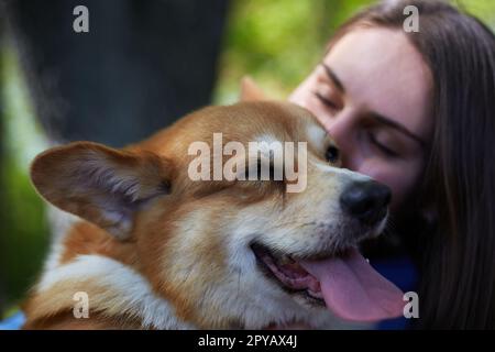 Propriétaire embrassant jeune Pembroke gallois Corgi doggy. Jeune femme jouant avec un adorable chien corgi brun dans un parc Banque D'Images