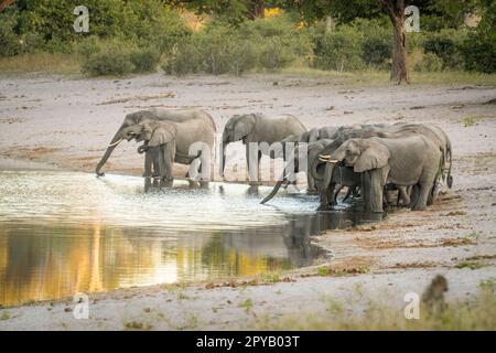 Éléphants, troupeau (Loxodonta Africana), marchant jusqu'au bord de la rivière en buvant dans les eaux peu profondes. Famille des éléphants d'Afrique. Bande de Caprivi, Namibie, Afrique Banque D'Images