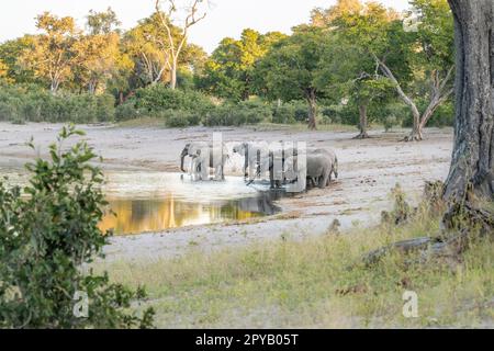 Éléphants, troupeau (Loxodonta Africana), marchant jusqu'au bord de la rivière en buvant dans les eaux peu profondes. Famille des éléphants d'Afrique. Bande de Caprivi, Namibie, Afrique Banque D'Images