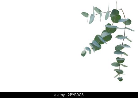 Branche d'Eucalyptus isolated on white Banque D'Images