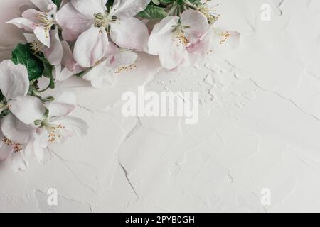 Fond délicat de fleurs de pomme couchées sur plâtre blanc. Vue de dessus, espace de copie Banque D'Images