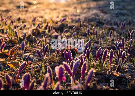 Gros plan de fleurs de crocus violet givré dans la photo concept du matin d'automne Banque D'Images