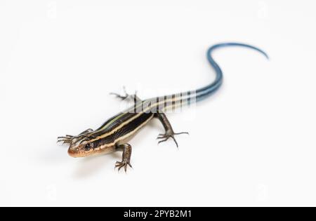 Skink japonais à cinq lignes sur fond blanc Banque D'Images