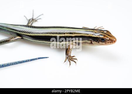 Skink japonais à cinq lignes sur fond blanc Banque D'Images