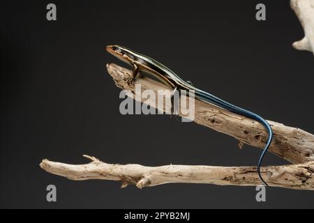 Un jeune skin japonais à cinq lignes accroché à une branche d'arbre. Banque D'Images