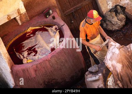 Fès, Maroc 2022: Vue unique de l'ancienne et célèbre tannerie Chouara dans la médina, avec peinture de couleur pour le cuir, avec des hommes travaillant dans les réservoirs d'eau Banque D'Images